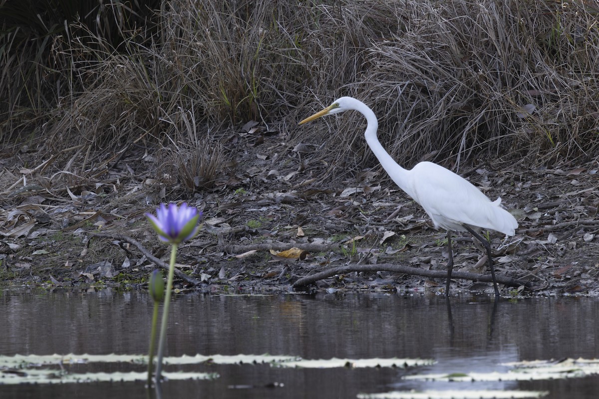 Garceta Plumífera - ML645533639