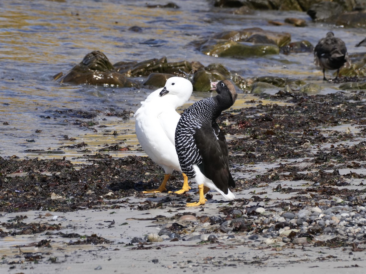Cauquén Caranca - ML645533640
