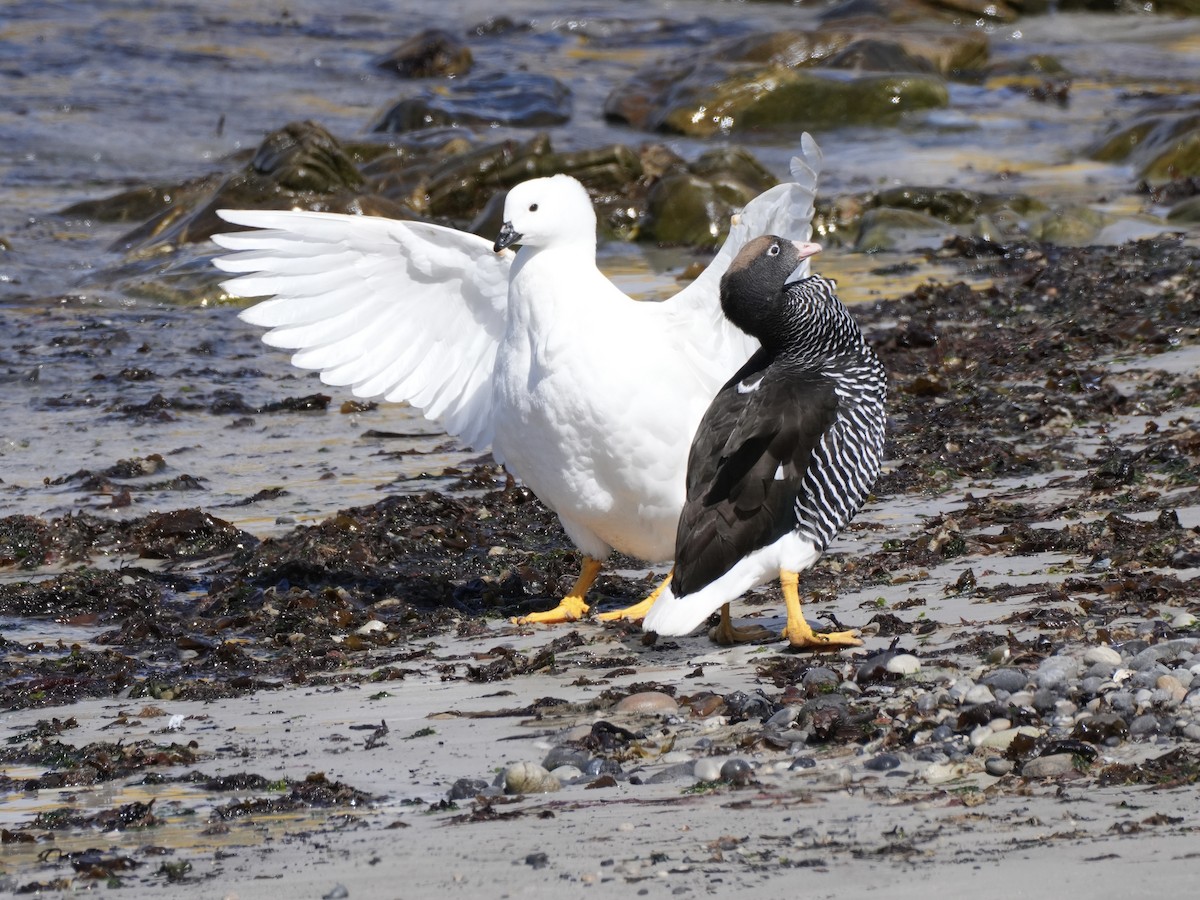 Cauquén Caranca - ML645533641