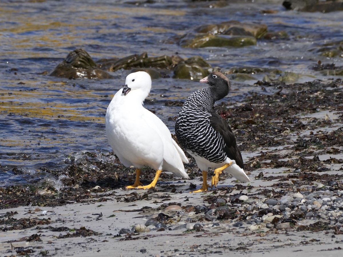 Cauquén Caranca - ML645533642