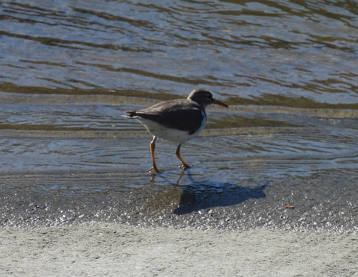 Andarríos Maculado - ML645533643