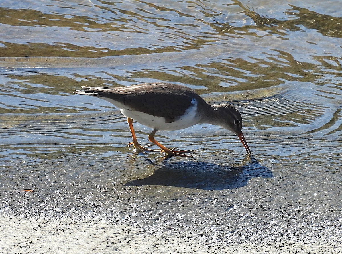 Andarríos Maculado - ML645533644