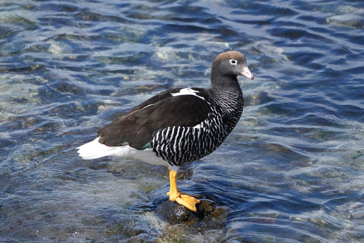 Cauquén Caranca - ML645533645