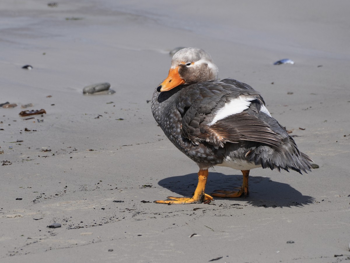 Quetro de las Malvinas - ML645533646