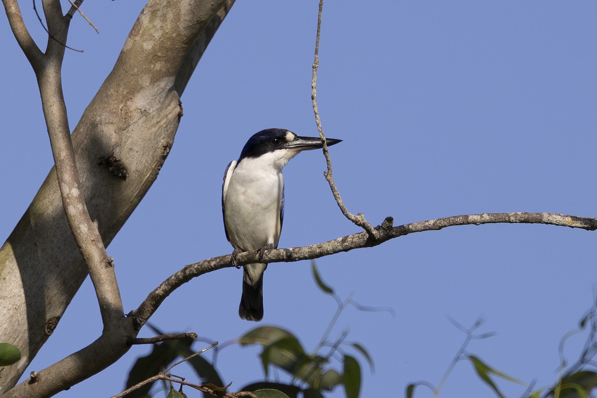 Alción del Macleay - ML645533647