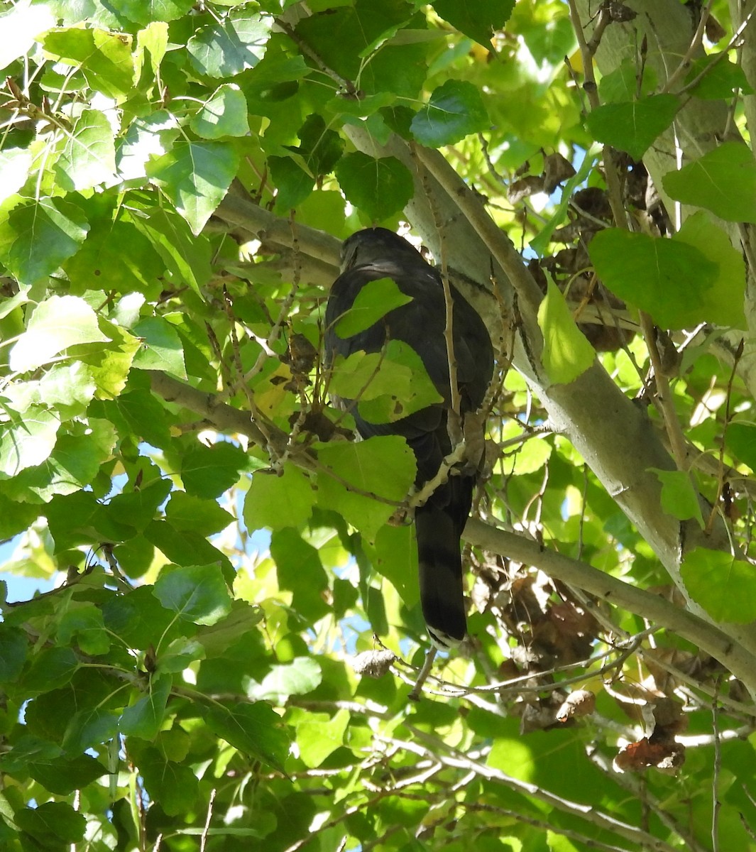 Gavilán de Cooper - ML645533648