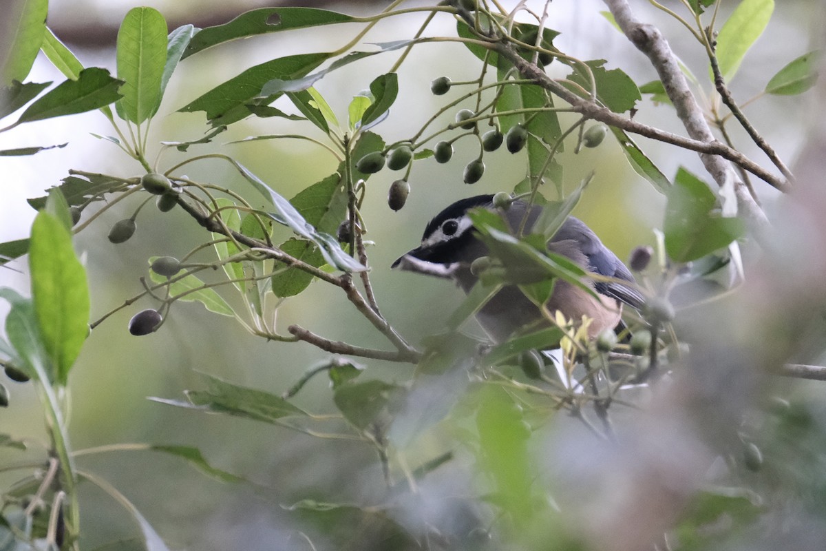 Sibia de Formosa - ML645533651