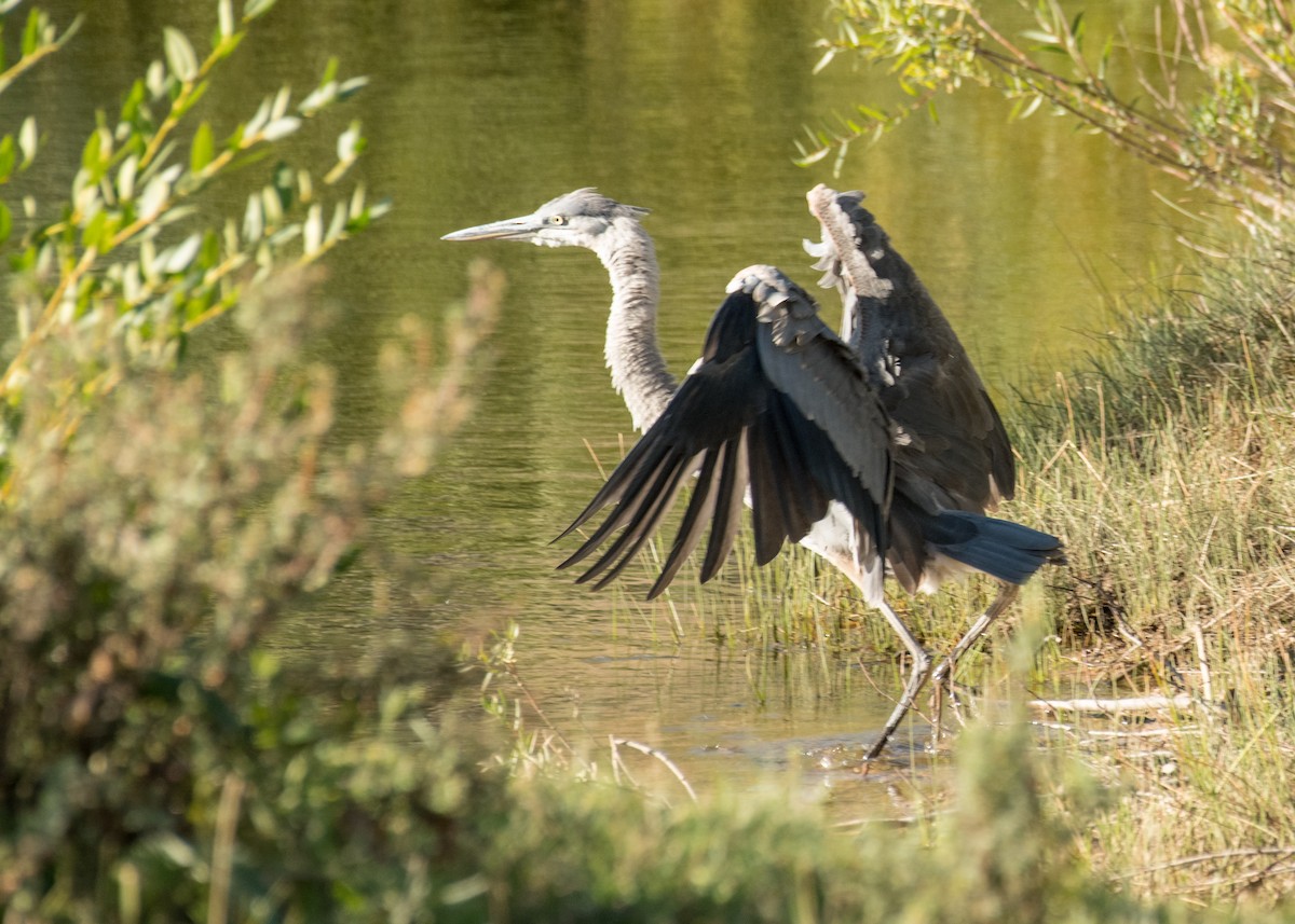 Great Blue Heron - ML645533660
