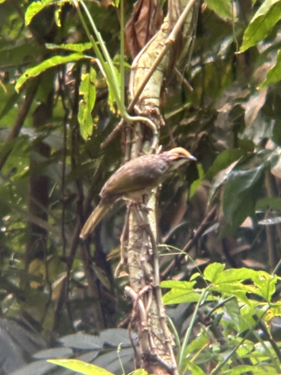 Straw-headed Bulbul - ML645533664