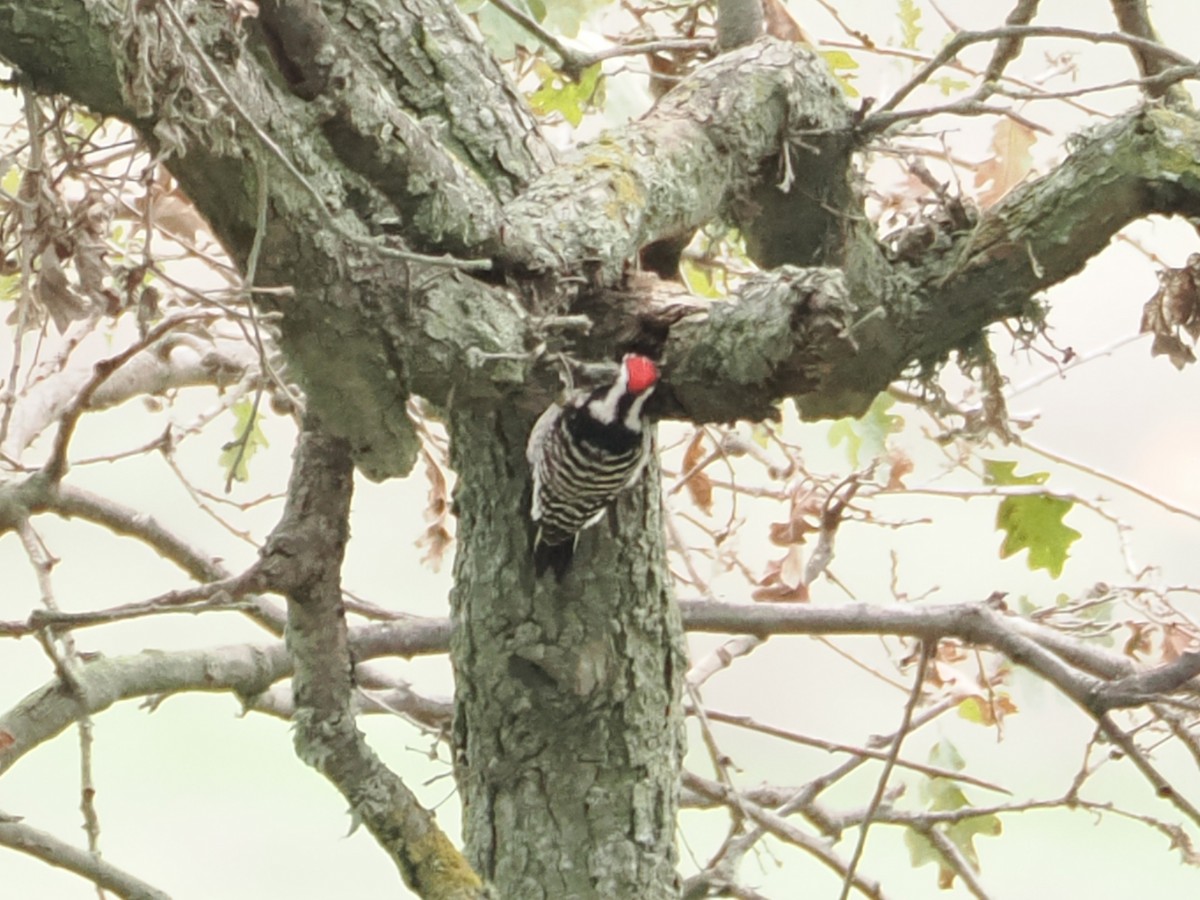 Nuttall's Woodpecker - ML645533694