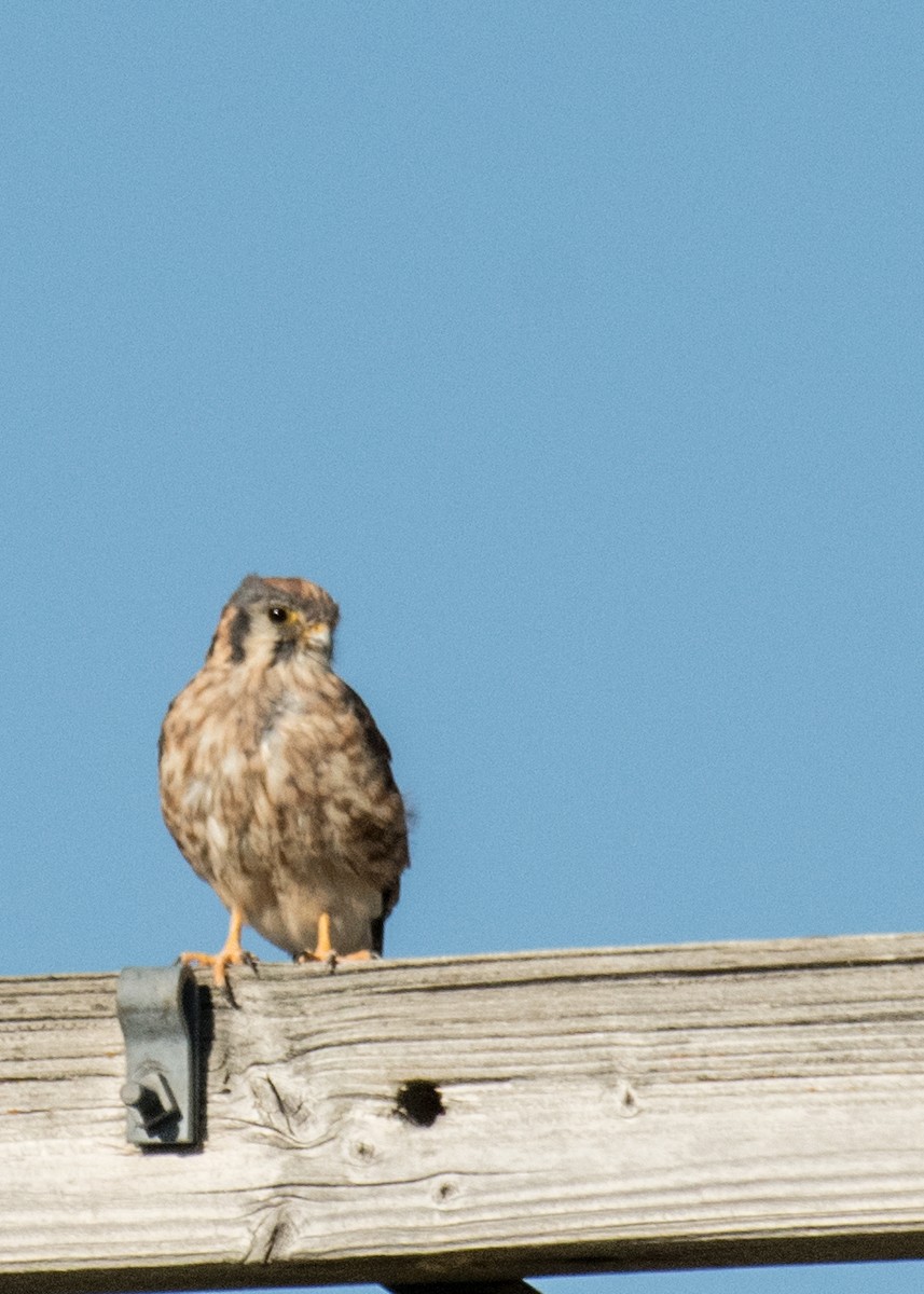 American Kestrel - ML645533698