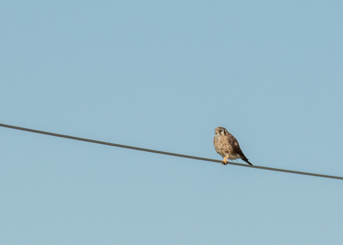 American Kestrel - ML645533699