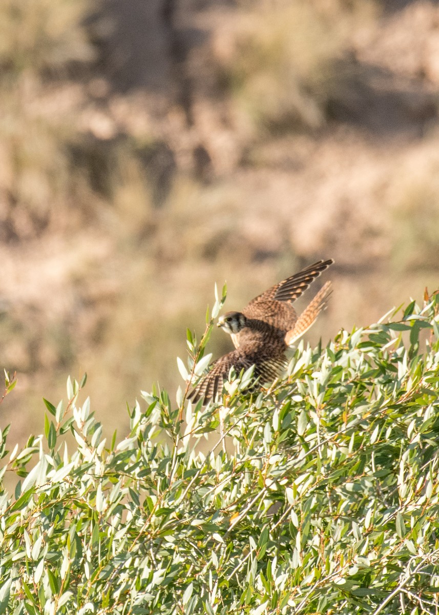 American Kestrel - ML645533700