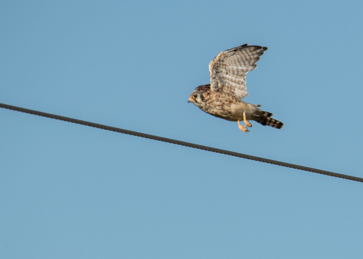 American Kestrel - ML645533701