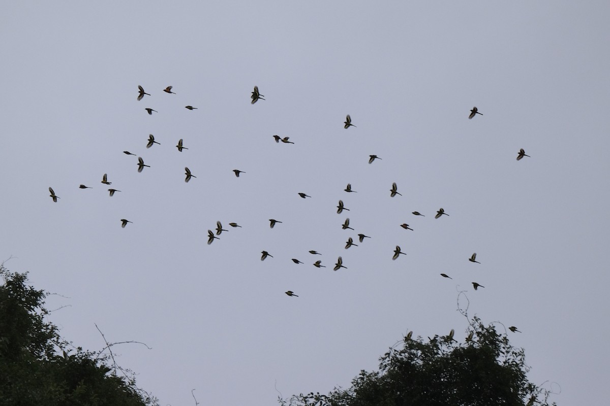 Личинкоїд сірощокий - ML645533702