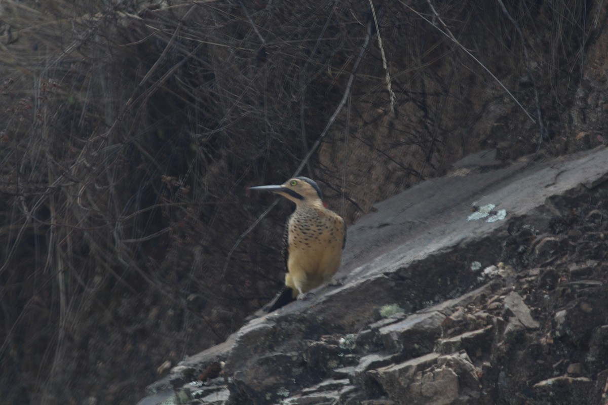 Andean Flicker - ML645533703