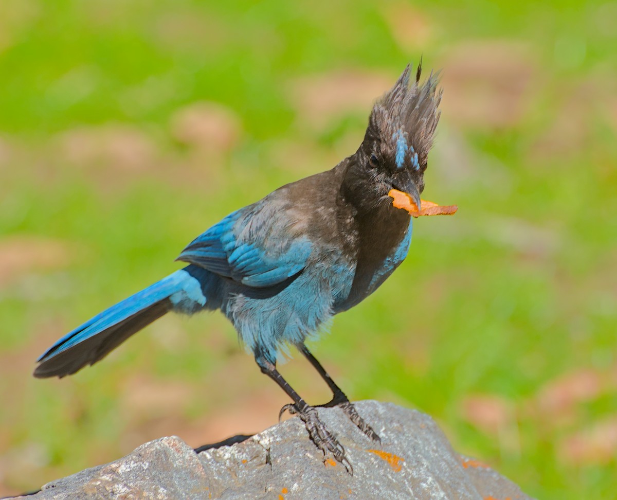 Steller's Jay - ML645533715