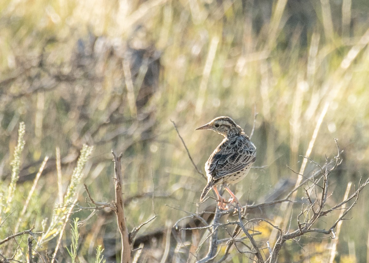 Western Meadowlark - ML645533717