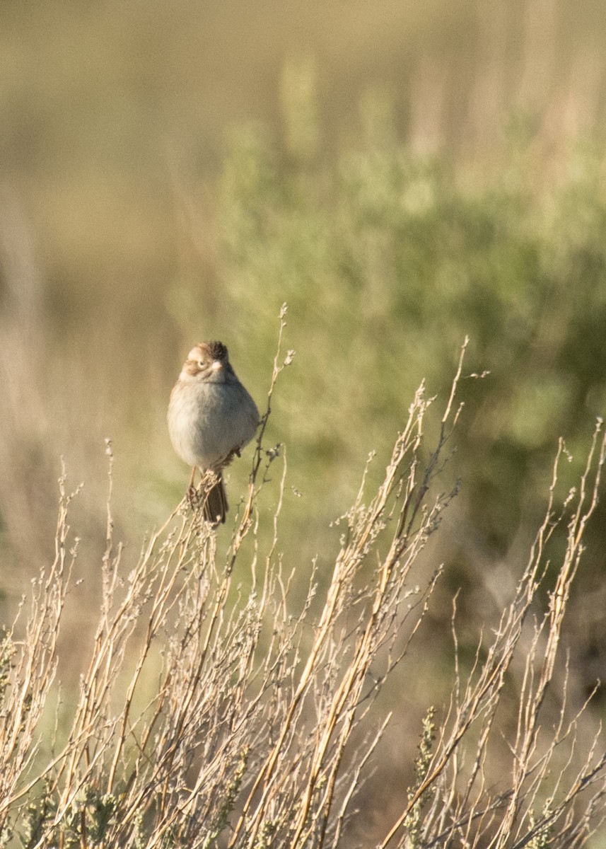 Brewer's Sparrow - ML645533723