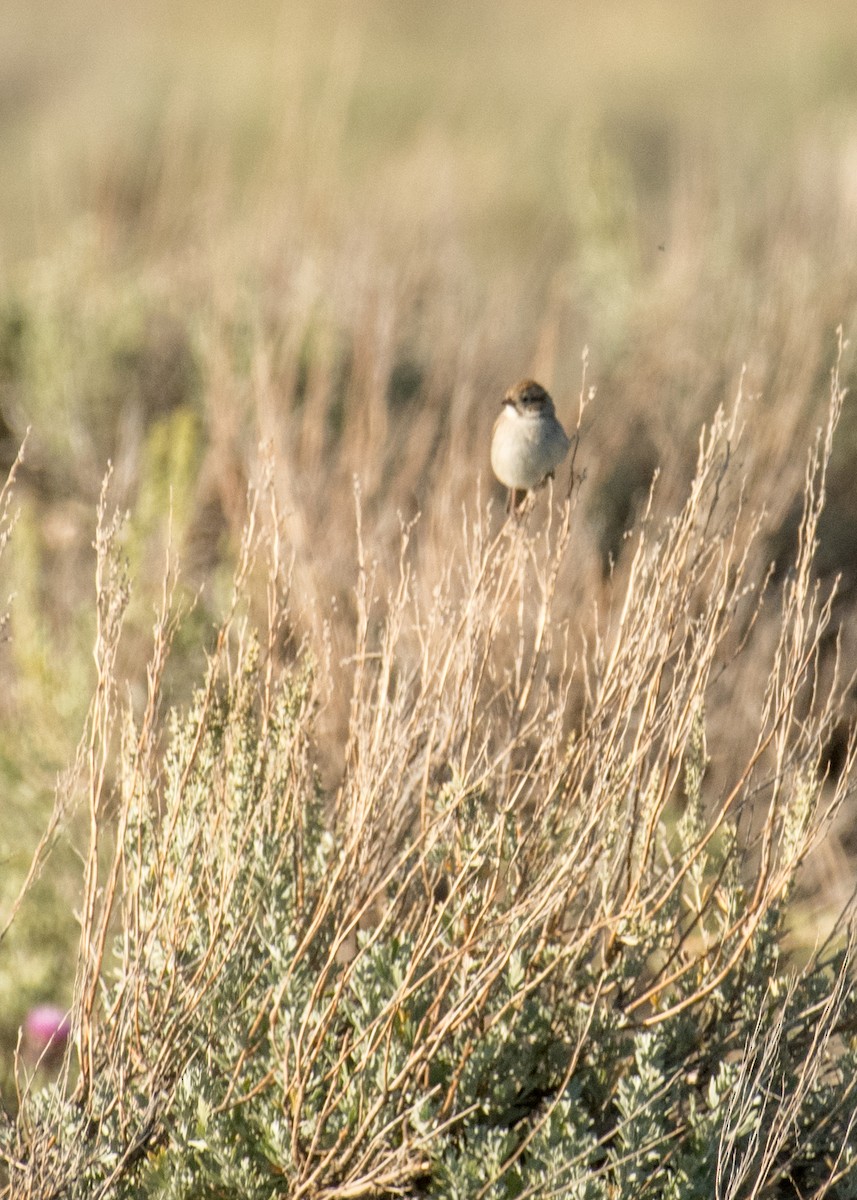 Brewer's Sparrow - ML645533724