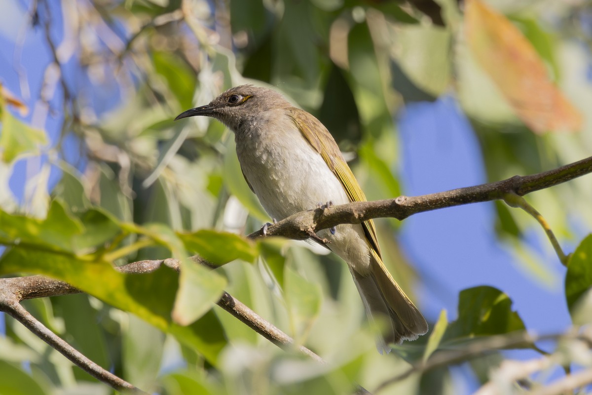 Brown Honeyeater - ML645533727