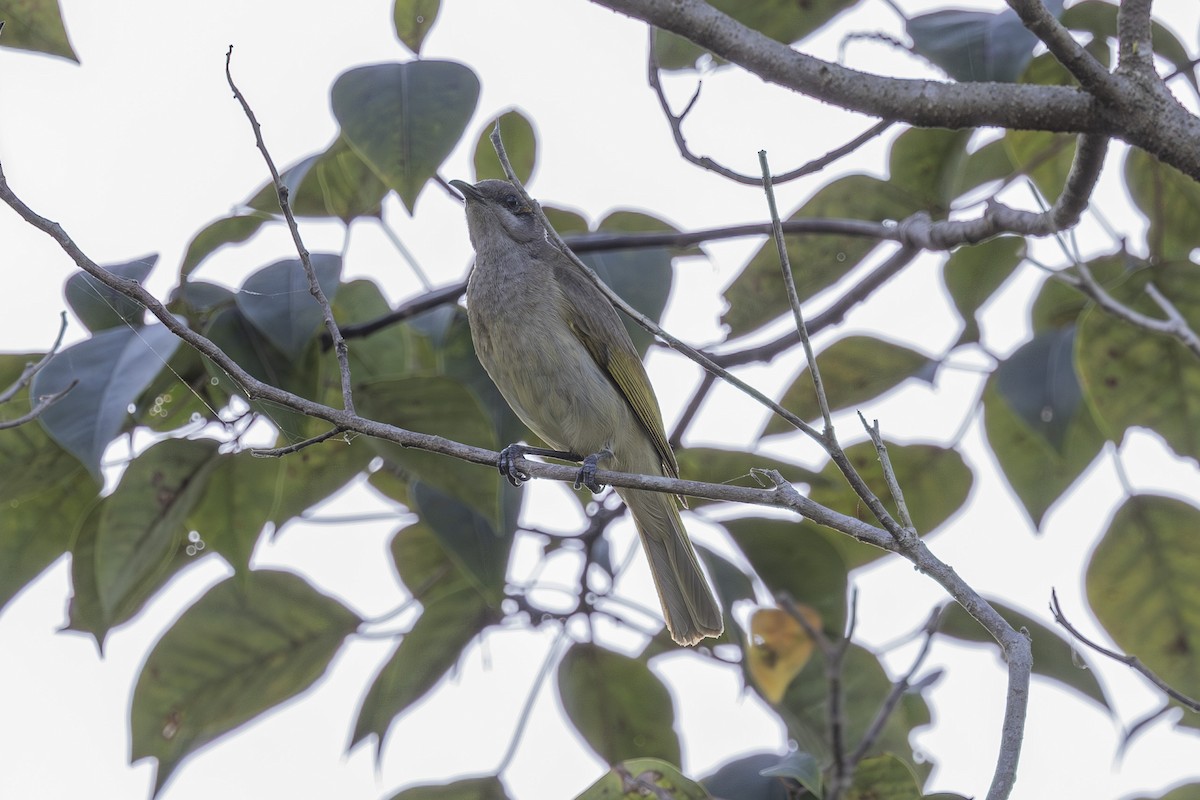Brown Honeyeater - ML645533728