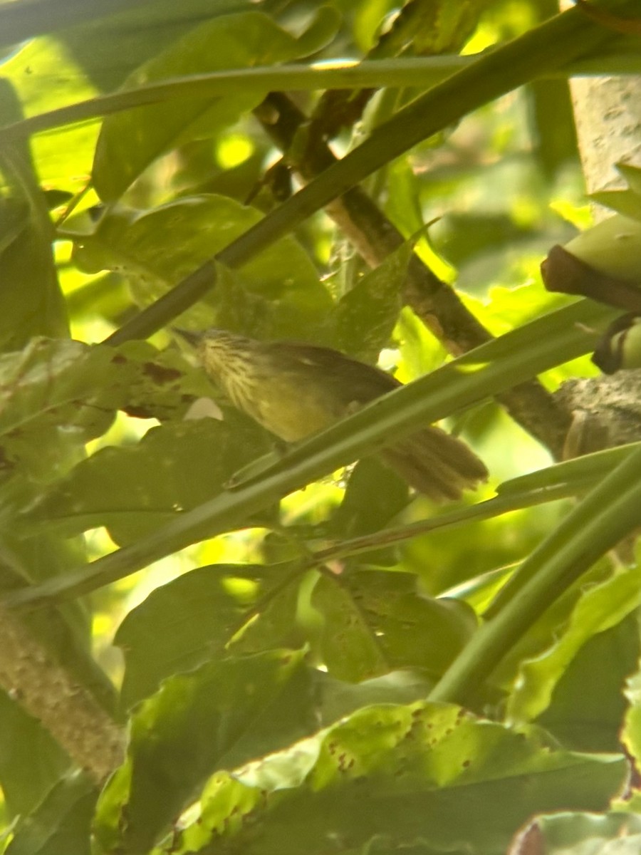 Strichelmeisentimalie - ML645533729