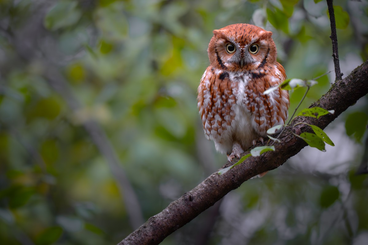 Eastern Screech-Owl - ML645533755