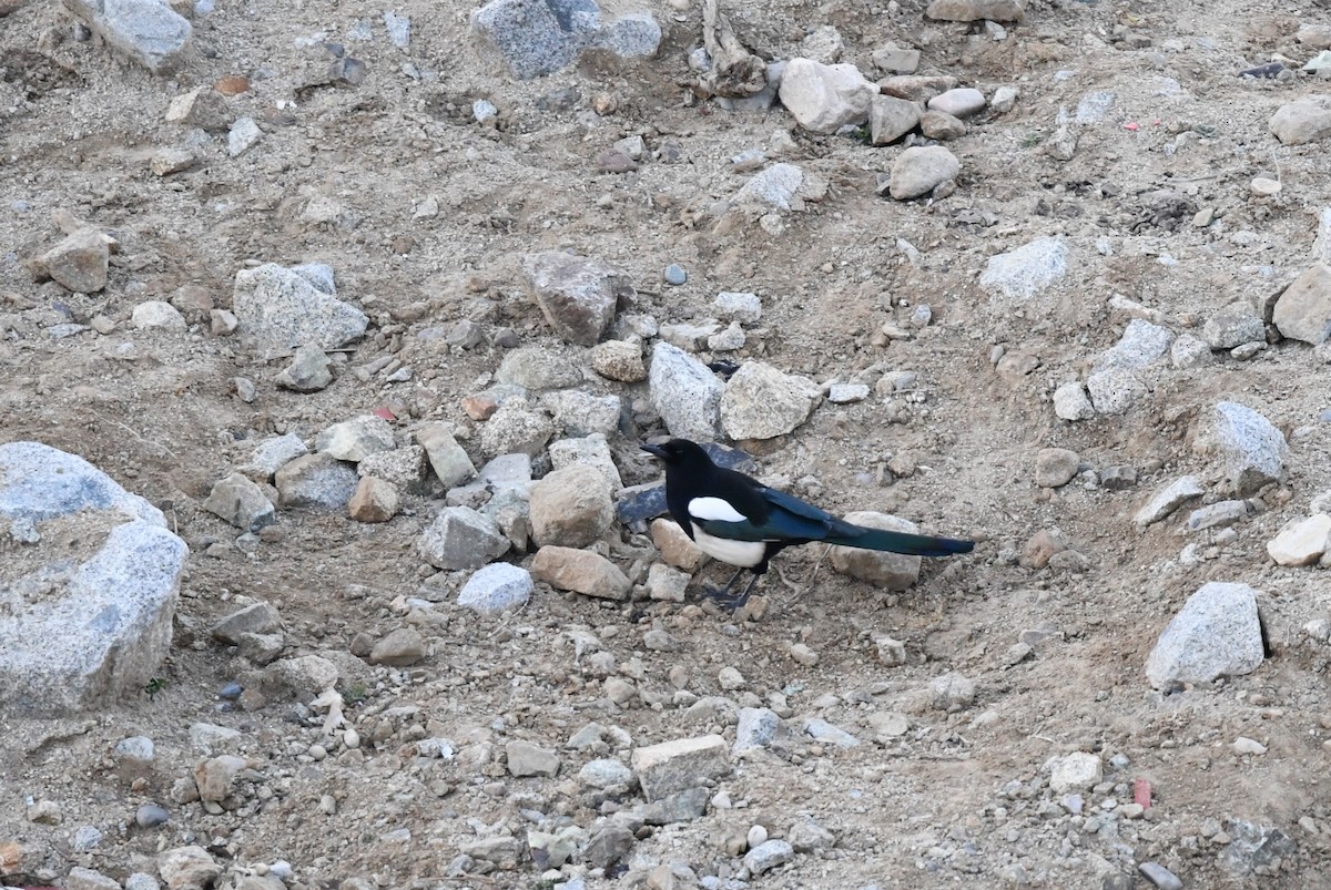 ヒマラヤカササギ - ML645533760