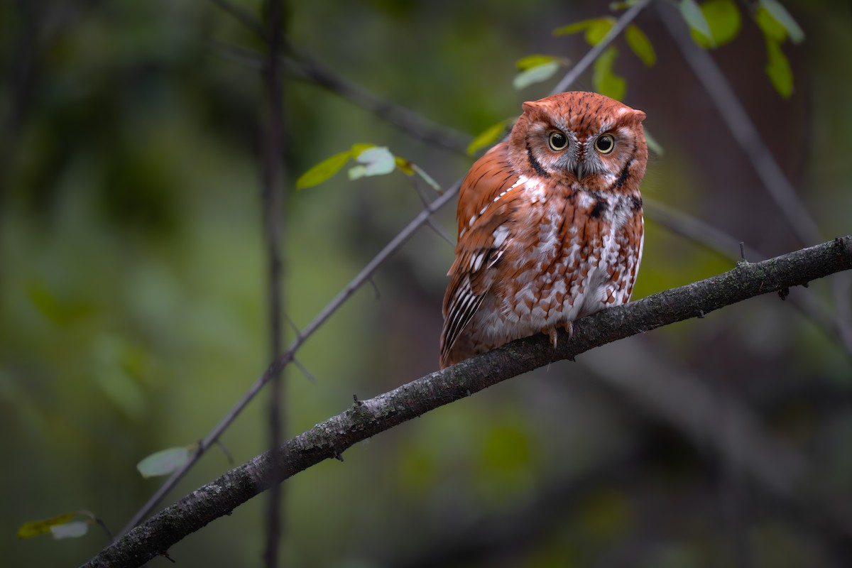 Eastern Screech-Owl - ML645533765