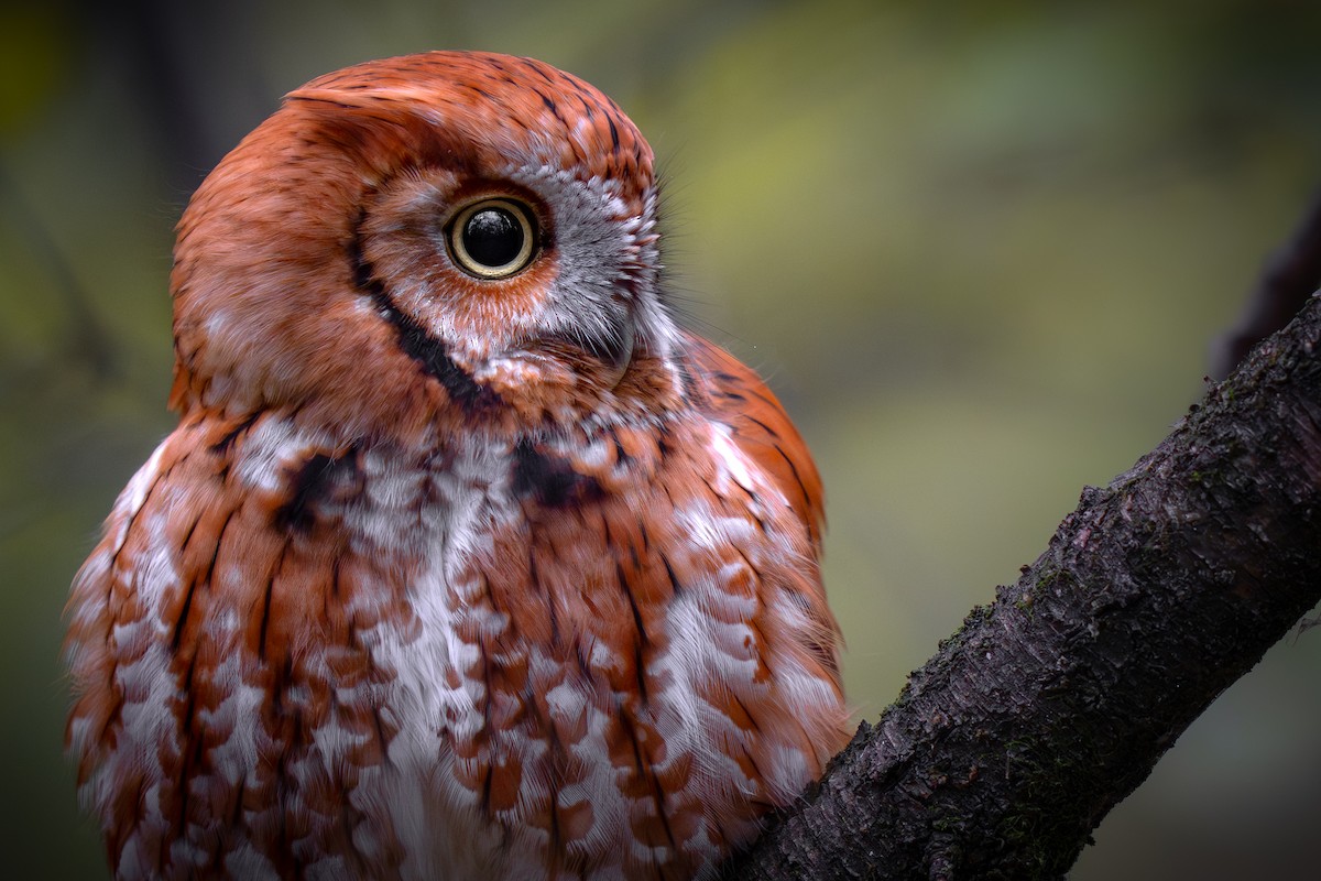 Eastern Screech-Owl - ML645533781