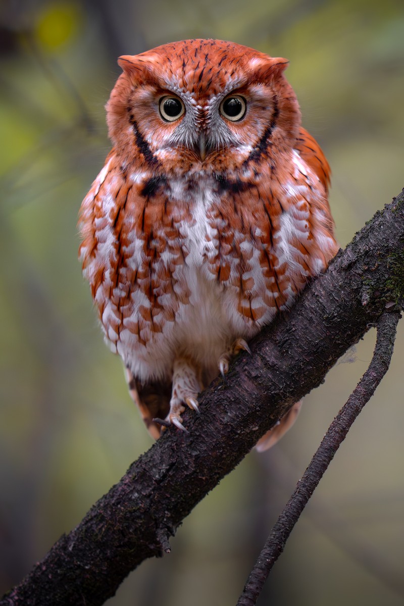 Eastern Screech-Owl - ML645533782