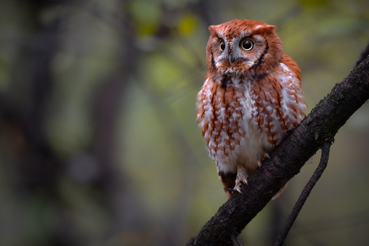 Eastern Screech-Owl - ML645533783