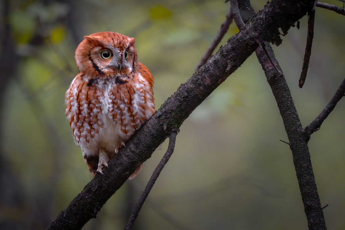 Eastern Screech-Owl - ML645533786