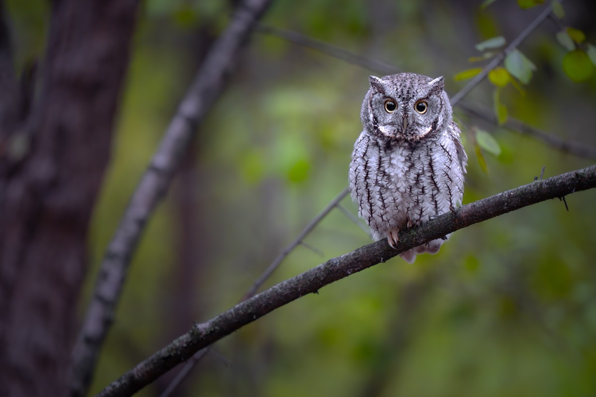 Eastern Screech-Owl - ML645533787