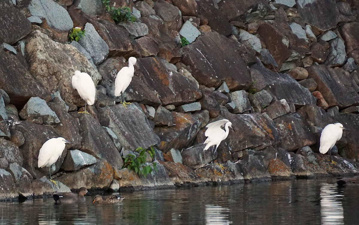 Чепура мала - ML645533789