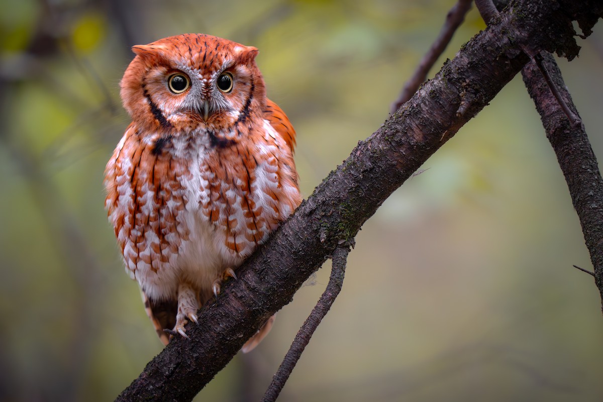 Eastern Screech-Owl - ML645533791
