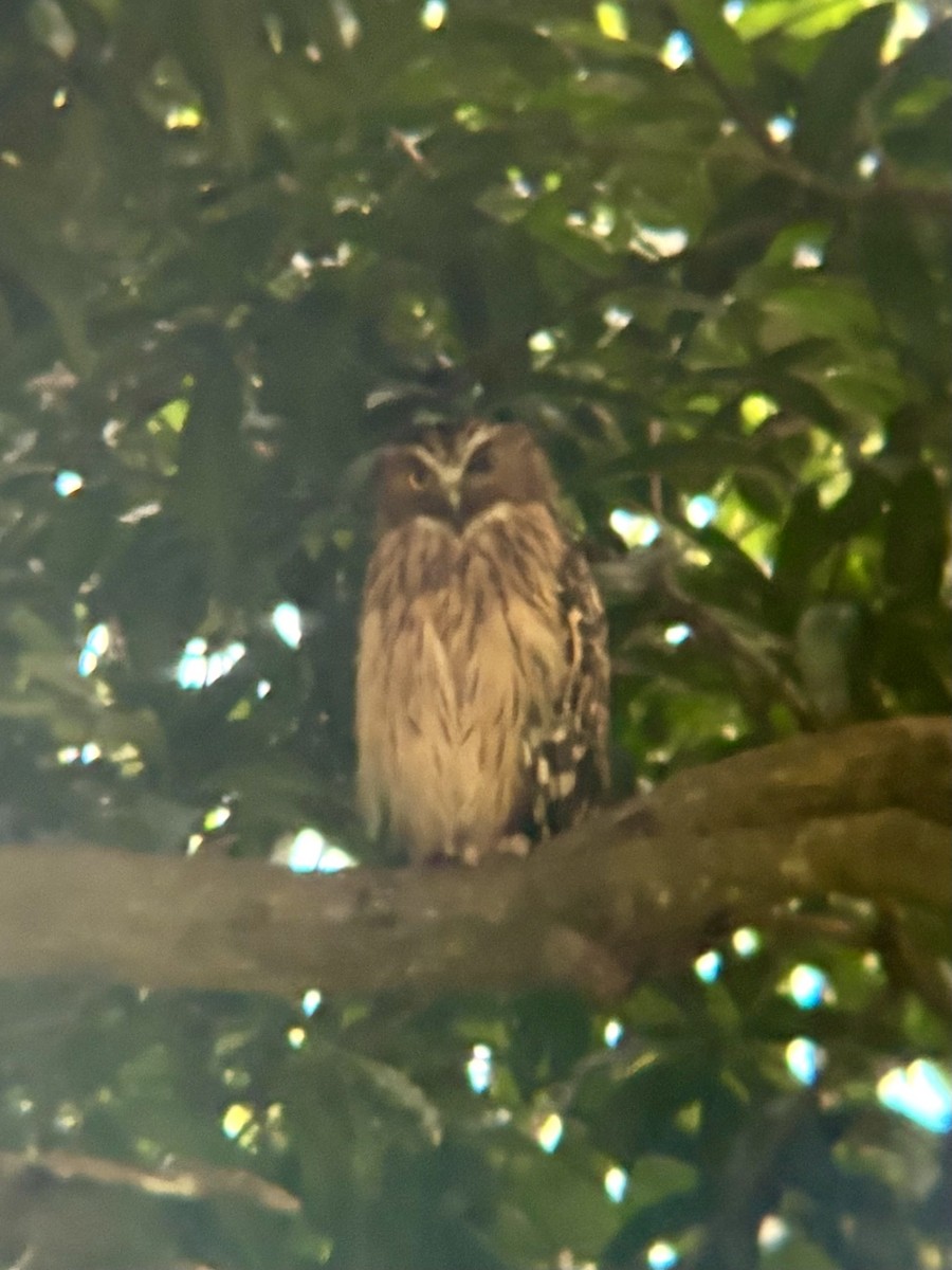 Buffy Fish-Owl - ML645533794