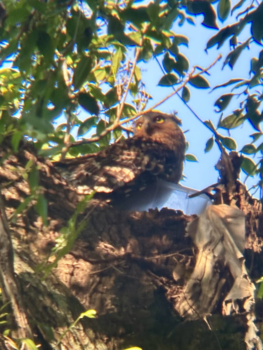 Buffy Fish-Owl - ML645533795