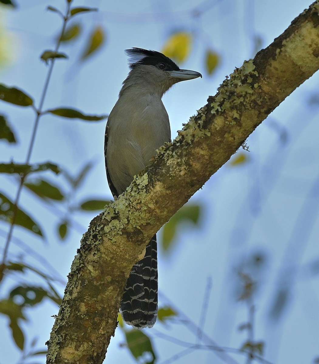 Giant Antshrike - ML645533813