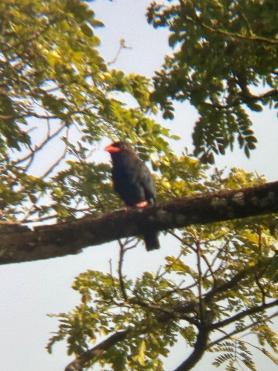 Dollarbird - ML645533821