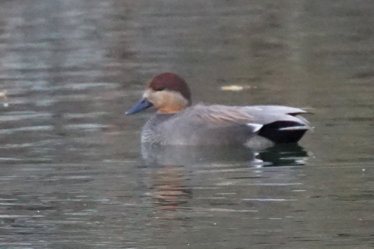 Нерозень - ML645533833