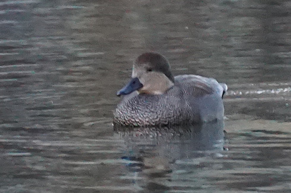 Нерозень - ML645533834