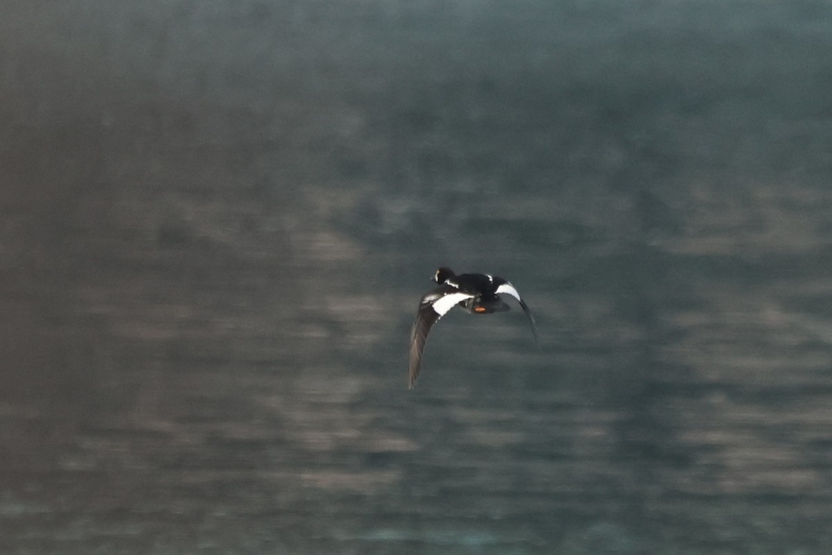 キタホオジロガモ - ML645533837