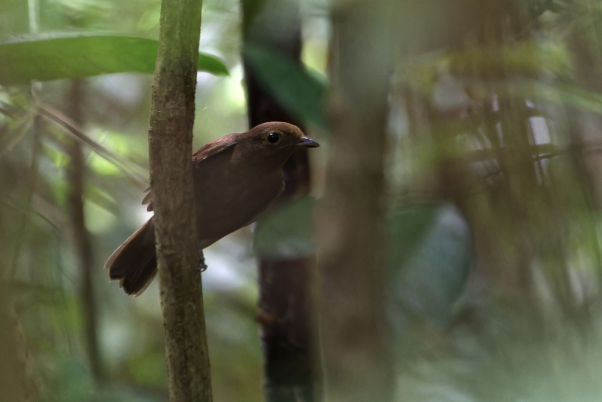 Russet-winged Schiffornis - ML645533839