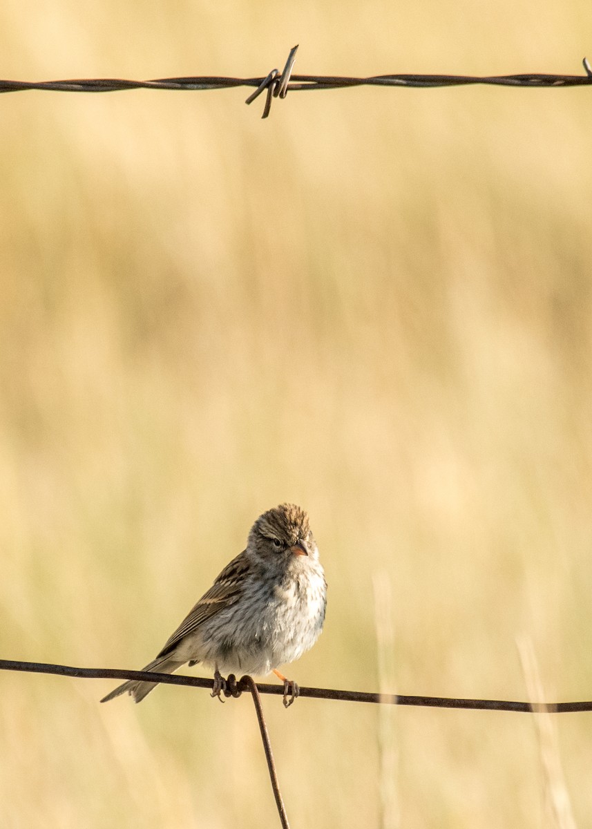 Vesper Sparrow - ML645533841