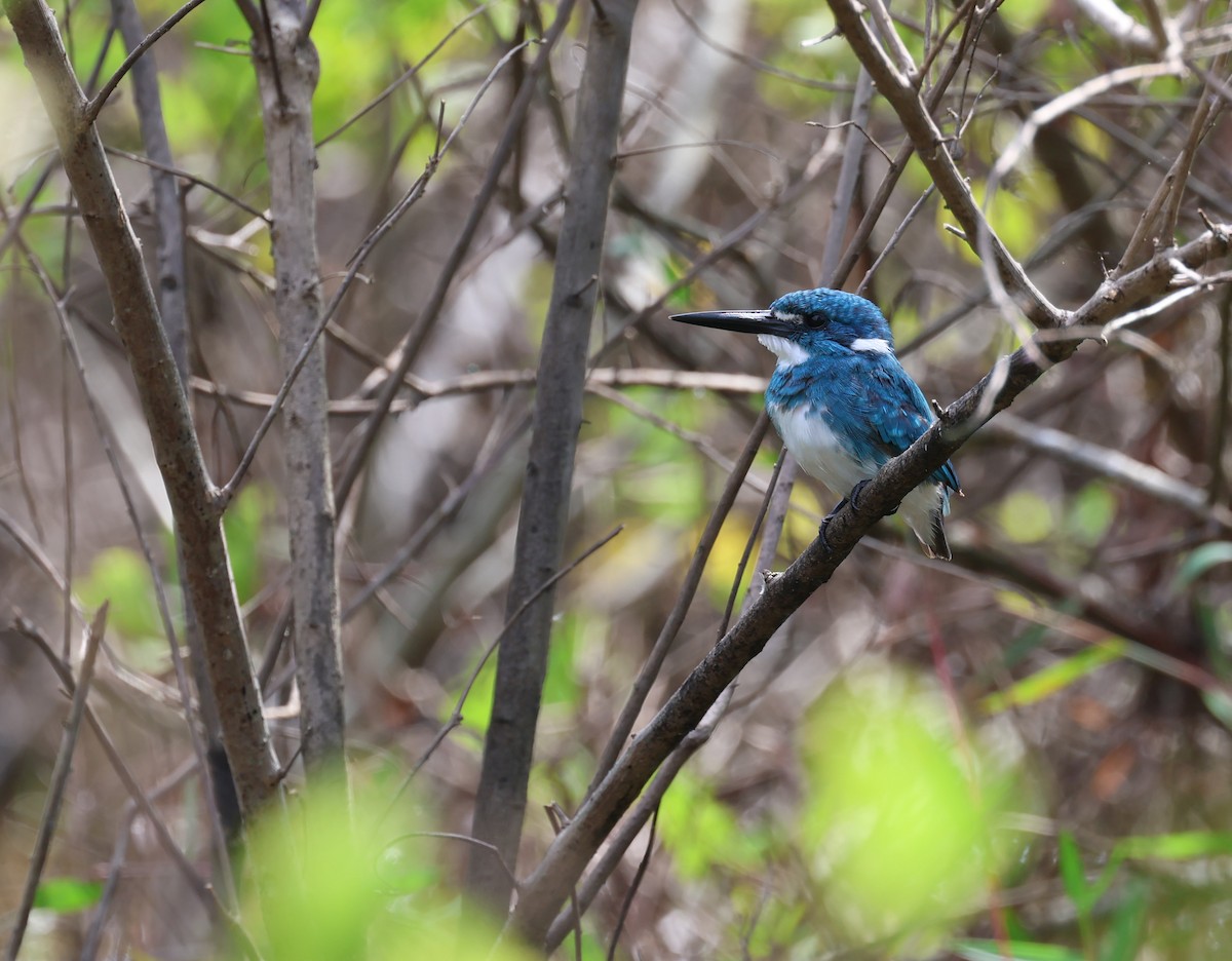 Small Blue Kingfisher - ML645533842