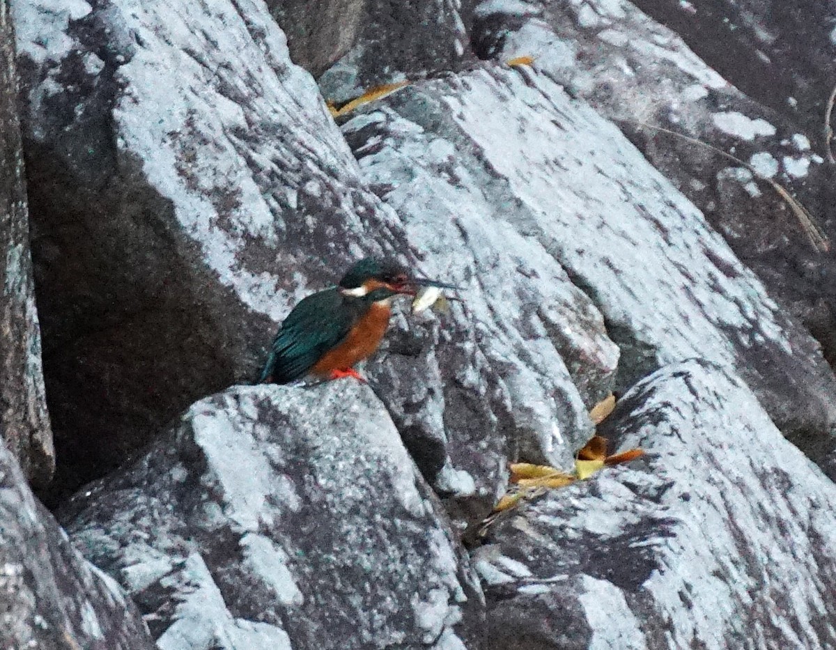 Рибалочка блакитний - ML645533862