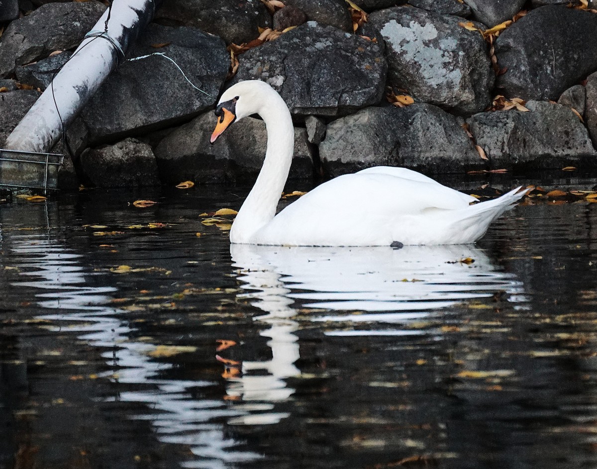 Лебідь-шипун - ML645533867