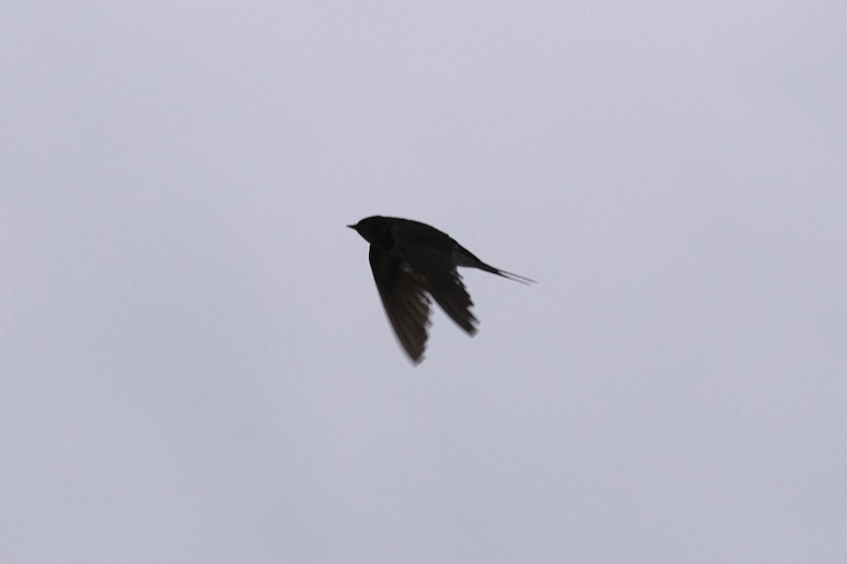 Ластівка сільська - ML645533876